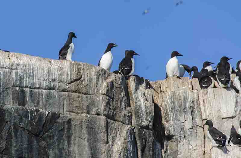 Thick-billed Murre o Arao de Pico Ancho - islas Svalbard - Noruega 1.jpg